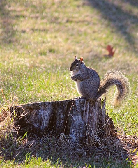Hexed by Squirrels: Tales from Those Affected by the Curse